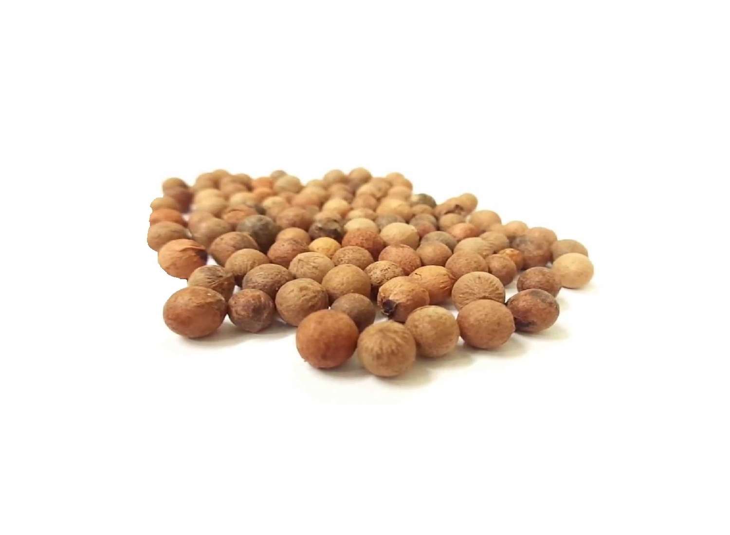 Indian SandalWood Nut